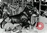Immagine di British egiziano forza expeditionary Il Cairo Egitto, 1917, secondo 19 filmato di repertorio 65675029250