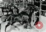Immagine di British egiziano forza expeditionary Il Cairo Egitto, 1917, secondo 23 filmato di repertorio 65675029250