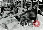 Immagine di British egiziano forza expeditionary Il Cairo Egitto, 1917, secondo 24 filmato di repertorio 65675029250