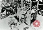 Immagine di British egiziano forza expeditionary Il Cairo Egitto, 1917, secondo 26 filmato di repertorio 65675029250