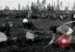 Image of Russian women work removing stumps Archangel Russia, 1918, second 11 stock footage video 65675029280