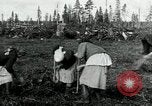 Image of Russian women work removing stumps Archangel Russia, 1918, second 15 stock footage video 65675029280