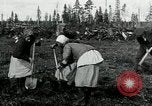 Image of Russian women work removing stumps Archangel Russia, 1918, second 17 stock footage video 65675029280