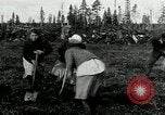Image of Russian women work removing stumps Archangel Russia, 1918, second 18 stock footage video 65675029280