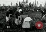 Image of Russian women work removing stumps Archangel Russia, 1918, second 19 stock footage video 65675029280