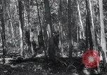 Standbild Forest Fire Secord Township Ontario Kanada, 1936, aus Sekunde 16 historischem Filmmaterial Videoclip 65675029433