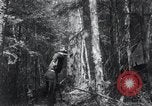 Standbild Forest Fire Secord Township Ontario Kanada, 1936, aus Sekunde 20 historischem Filmmaterial Videoclip 65675029433