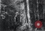Standbild Forest Fire Secord Township Ontario Kanada, 1936, aus Sekunde 21 historischem Filmmaterial Videoclip 65675029433