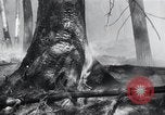 Standbild Forest Fire Secord Township Ontario Kanada, 1936, aus Sekunde 31 historischem Filmmaterial Videoclip 65675029433