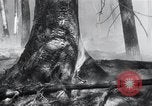 Standbild Forest Fire Secord Township Ontario Kanada, 1936, aus Sekunde 32 historischem Filmmaterial Videoclip 65675029433