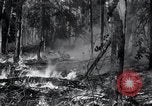 Standbild Forest Fire Secord Township Ontario Kanada, 1936, aus Sekunde 36 historischem Filmmaterial Videoclip 65675029433