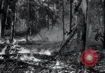 Standbild Forest Fire Secord Township Ontario Kanada, 1936, aus Sekunde 37 historischem Filmmaterial Videoclip 65675029433