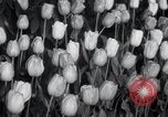 Image of Annual Flower Show New York United States USA, 1937, second 9 stock footage video 65675029440