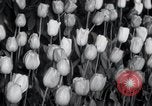 Image of Annual Flower Show New York United States USA, 1937, second 11 stock footage video 65675029440