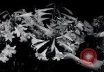 Image of Annual Flower Show New York United States USA, 1937, second 17 stock footage video 65675029440
