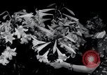 Image of Annual Flower Show New York United States USA, 1937, second 18 stock footage video 65675029440