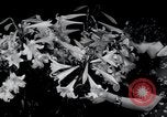 Image of Annual Flower Show New York United States USA, 1937, second 19 stock footage video 65675029440