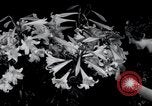 Image of Annual Flower Show New York United States USA, 1937, second 20 stock footage video 65675029440