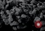 Image of Annual Flower Show New York United States USA, 1937, second 24 stock footage video 65675029440