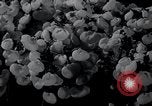 Image of Annual Flower Show New York United States USA, 1937, second 25 stock footage video 65675029440