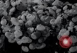 Image of Annual Flower Show New York United States USA, 1937, second 27 stock footage video 65675029440