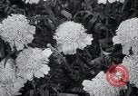 Image of Annual Flower Show New York United States USA, 1937, second 29 stock footage video 65675029440