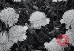 Image of Annual Flower Show New York United States USA, 1937, second 30 stock footage video 65675029440