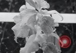 Image of Annual Flower Show New York United States USA, 1937, second 32 stock footage video 65675029440