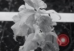 Image of Annual Flower Show New York United States USA, 1937, second 33 stock footage video 65675029440