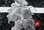Image of Annual Flower Show New York United States USA, 1937, second 34 stock footage video 65675029440