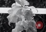 Image of Annual Flower Show New York United States USA, 1937, second 35 stock footage video 65675029440