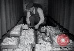 Standbild Küken Lansdale Pennsylvania USA, 1937, aus Sekunde 7 historischem Filmmaterial Videoclip 65675029441