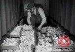 Standbild Küken Lansdale Pennsylvania USA, 1937, aus Sekunde 8 historischem Filmmaterial Videoclip 65675029441