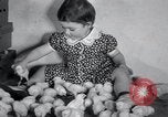 Standbild Küken Lansdale Pennsylvania USA, 1937, aus Sekunde 23 historischem Filmmaterial Videoclip 65675029441