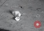 Standbild Küken Lansdale Pennsylvania USA, 1937, aus Sekunde 39 historischem Filmmaterial Videoclip 65675029441