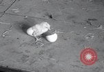 Standbild Küken Lansdale Pennsylvania USA, 1937, aus Sekunde 40 historischem Filmmaterial Videoclip 65675029441