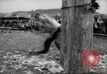 Immagine di Tree-chopping e concorsi di sezionatura Baviera Germania, 1967, secondo 12 filmato di repertorio 65675029474