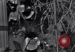 Image of Black Americans Washington DC USA, 1963, second 43 stock footage video 65675029514