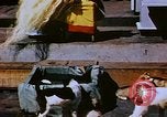 Image of USS Mount Olympus and USS Cacapon Atlantic Ocean, 1950, second 58 stock footage video 65675029537