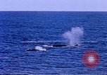 Image of American Navy fleet Antarctica, 1950, second 22 stock footage video 65675029539