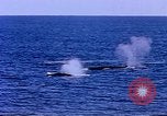 Image of American Navy fleet Antarctica, 1950, second 23 stock footage video 65675029539