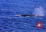 Image of American Navy fleet Antarctica, 1950, second 28 stock footage video 65675029539