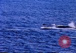 Image of American Navy fleet Antarctica, 1950, second 33 stock footage video 65675029539