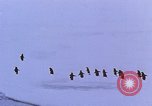 Image of Operation High Jump Antarctica, 1950, second 31 stock footage video 65675029542