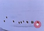 Image of Operation High Jump Antarctica, 1950, second 32 stock footage video 65675029542