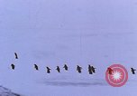Image of Operation High Jump Antarctica, 1950, second 33 stock footage video 65675029542