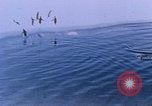 Image of Operation High Jump Antarctica, 1950, second 35 stock footage video 65675029542