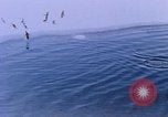 Image of Operation High Jump Antarctica, 1950, second 36 stock footage video 65675029542
