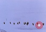 Image of Operation High Jump Antarctica, 1950, second 39 stock footage video 65675029542