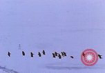 Image of Operation High Jump Antarctica, 1950, second 40 stock footage video 65675029542